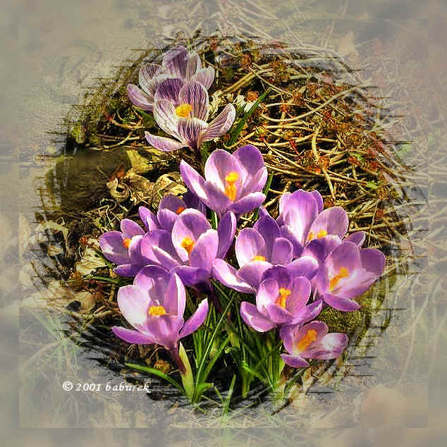 Violet Crocus Vernus or Spring Crocus - Spring flower