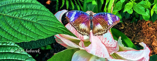 Butterflies go Free in Montreal Botanical Garden