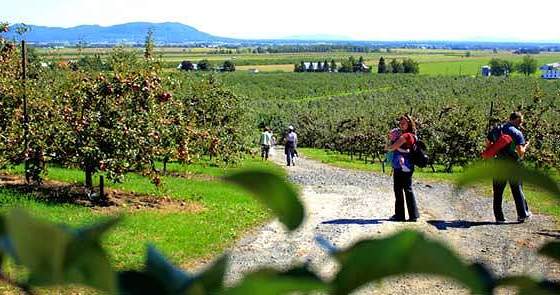 Apple picking in “Verger du Flâneur orchard, Rougemont, Quebec