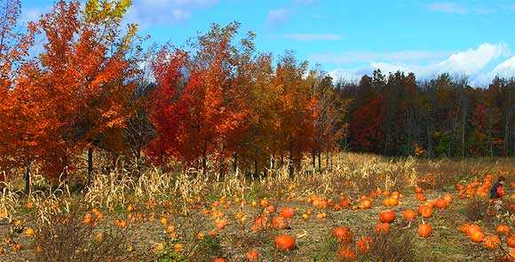 Quinn Farm pumpkin field