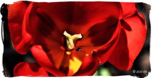 Flora - Red tulip