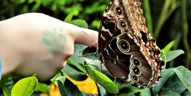 Butterflies go free in Montreal