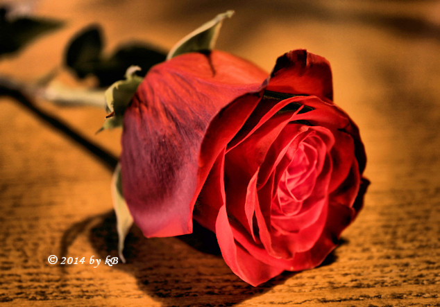 HDR Red Rose
