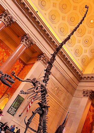 Dinosaur skeleton welcoming visitors to American Museum Of Natural History in NY