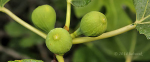 Fruit called the fig