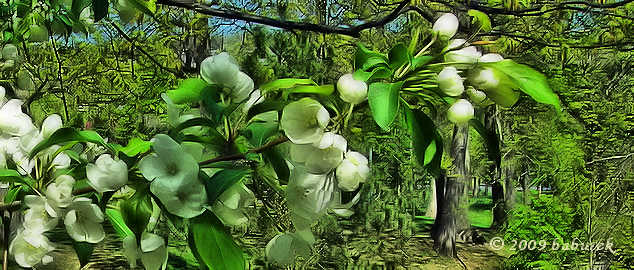 Spring Blossoms