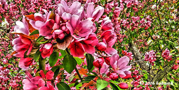 Pink blossoming tree