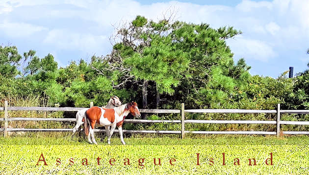 Assateague Island Horses